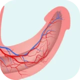 Staminup Gummies Affordable Price